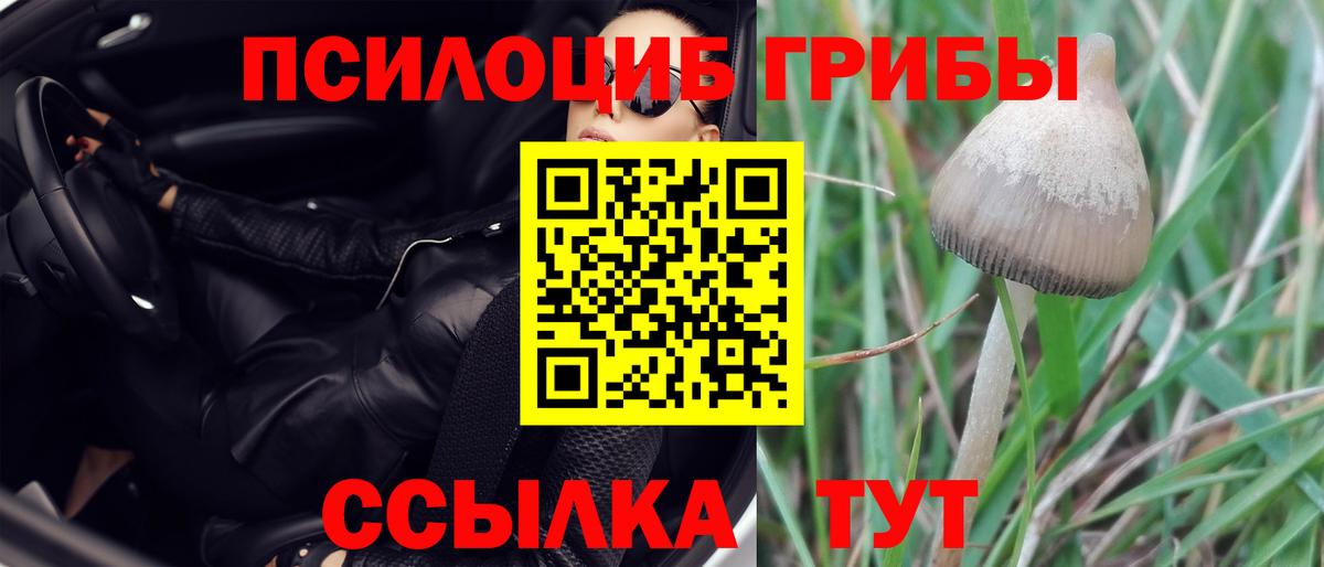 Псилоцибиновые грибы GOLDEN TEACHER  Вход с VPN  Улан-Удэ  Псилоцибиновые грибы прущие грибы 